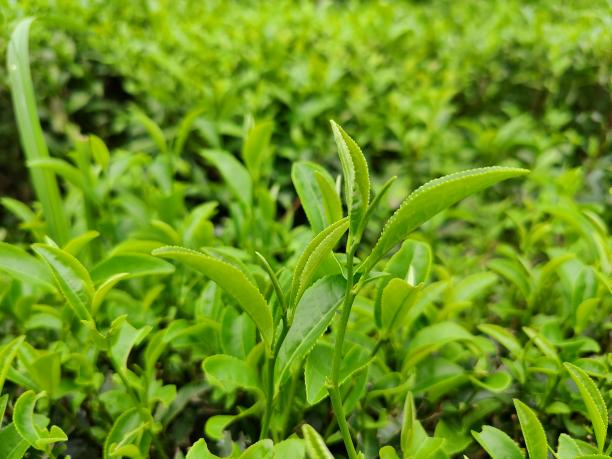 大瑶茶 大瑶茶