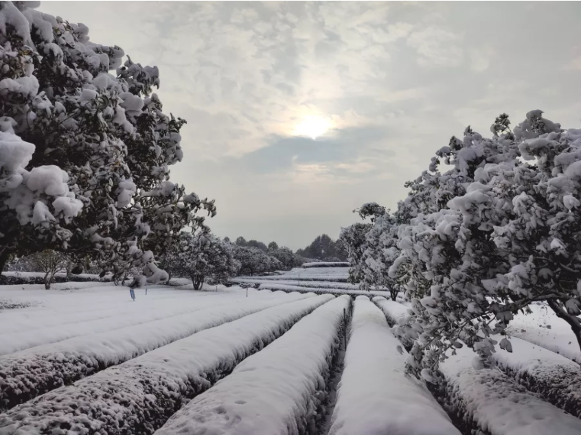 雪天的茶山.png 雪天的茶山.png