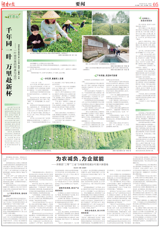 寻茶记｜千年同一叶 万里赴新杯！一片金井茶的传承与远行