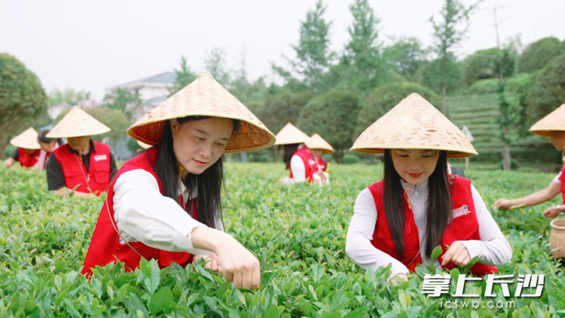 “茶·湘”刮刮乐上市 赋能乡村文旅新活力